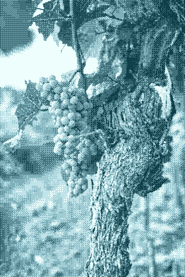 Projet de valorisation d’un domaine viticole