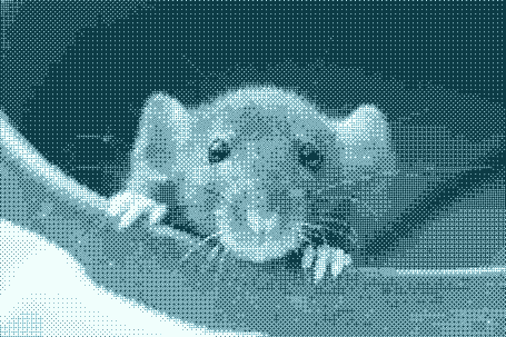 Expérimentation animale : les informations communicables des rapports d’inspection