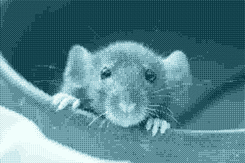 Expérimentation animale : les informations communicables des rapports d’inspection