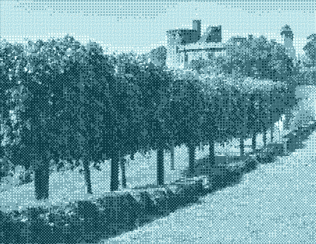 Pas de régime de protection lorsque l’alignement d’arbres se situe en retrait d’une clôture